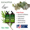 First Botany Tea Tree Mint Shampoo & Conditioner for Men & Women - Pure Tea Tree & Peppermint Oil - Fights Hair Loss, Dandruff, Lice & Itchy Scalp, Promotes Hair Growth - Sulfate Free - 16 Fl Oz x 2