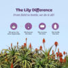 68940b2b1ebb6690c064e13ff890981653b3ba49daf59ee8ff9f7.jpg Lily Of The Desert Aloe Vera Herbal Detox Formula - Aloe Vera Juice with Milk Thistle, Slippery Elm, Burdock Root, Dandelion Root, and Echinacea for Gut Health, Liver Support, and Wellness, 32 Oz