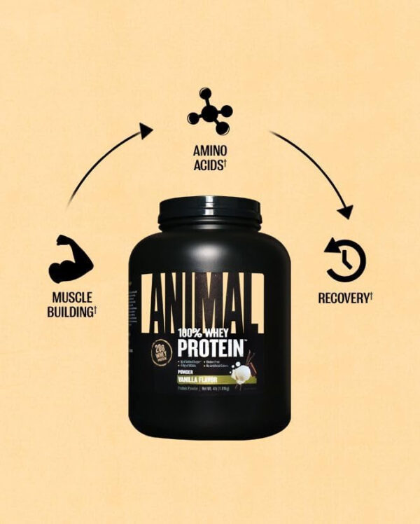 68946e1d8ccbaea4ab07be9000a7f99fbe065b3c4757bfbf9f06e.jpg Animal 100% Whey Protein Powder – Whey Blend for Pre Workout or Post Workout, Recovery, or an Anytime Low Sugar Protein Boost Meal Replacement with BCAA Branched Chain Amino Acids – Chocolate, 4 lb